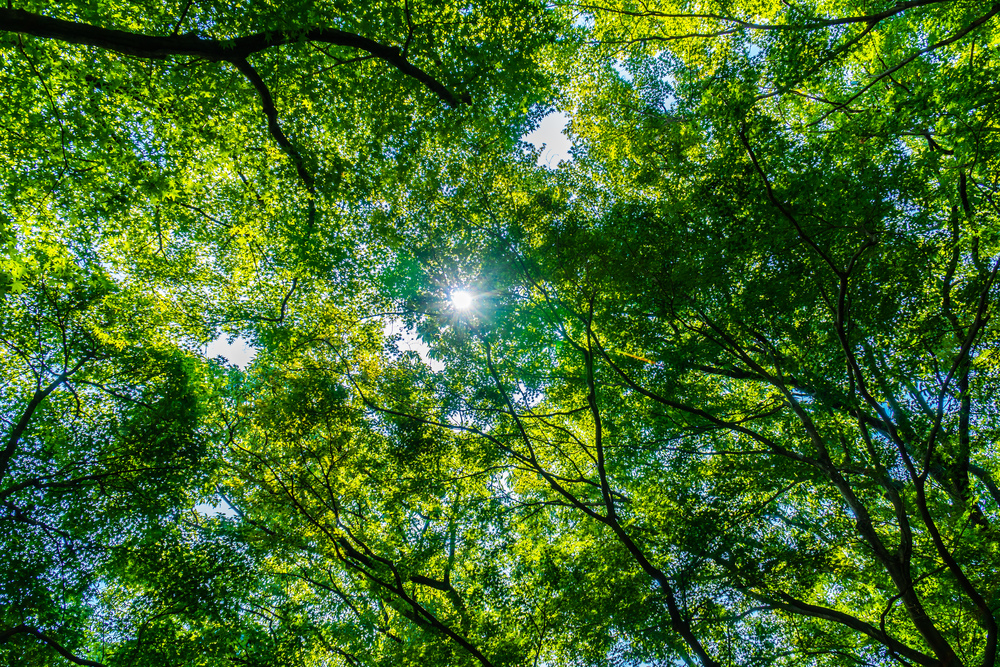 foret.jpg
